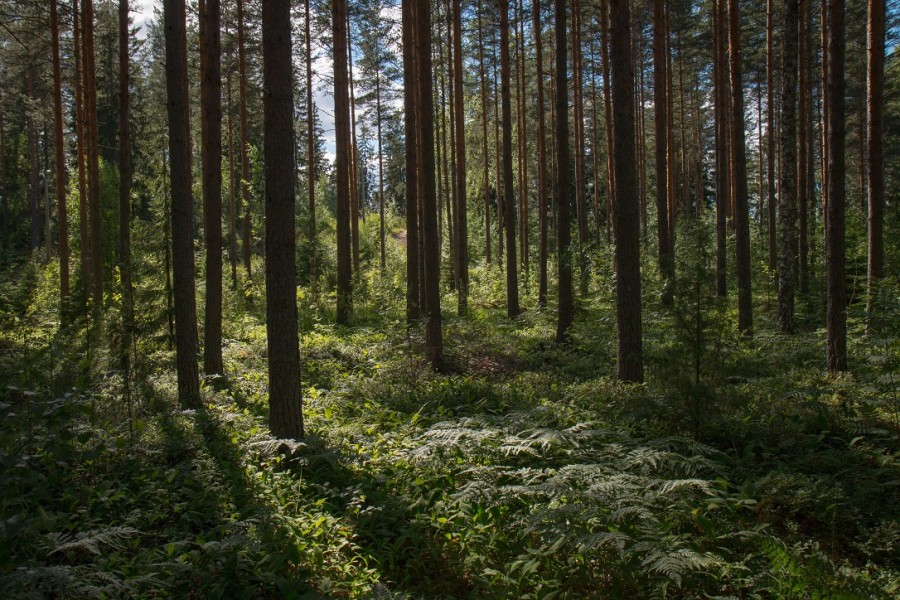 Le Maroc crée une Agence nationale des eaux et forêts