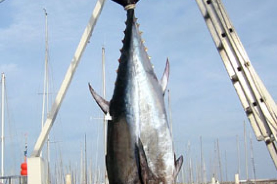 Sus aux pêcheurs de thon rouge dans l`UE