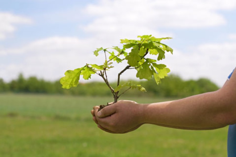 Campagne céréalière : retard et espoir