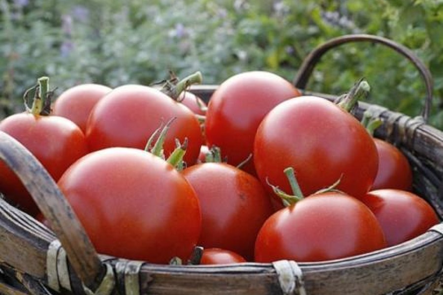 La campagne agricole se poursuit dans de bonnes conditions