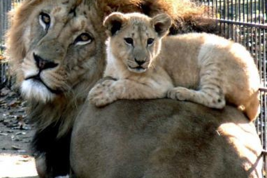 Le jardin zoologique de Rabat ouvrira ses portes au public à partir de samedi prochain