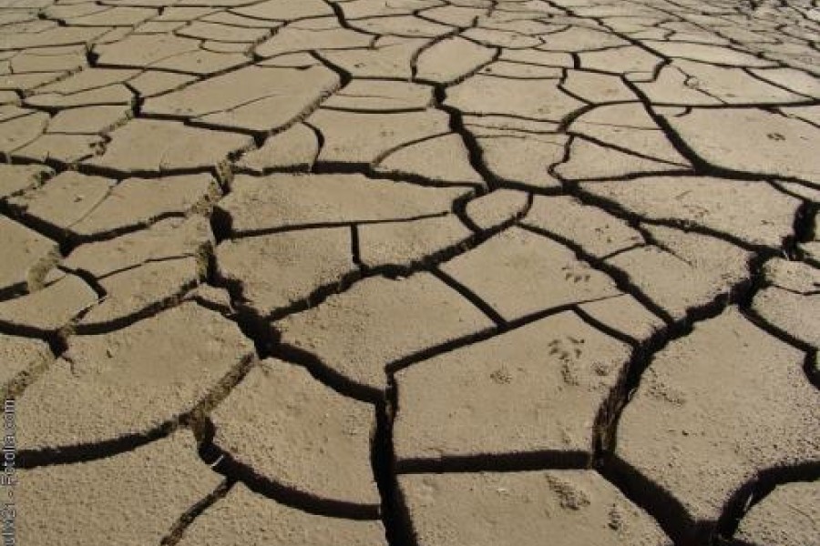 Quelque 48 MDH pour le sauvetage et la protection du bétail dans la région de Laâyoune-Boujdour-Sakia el Hamra