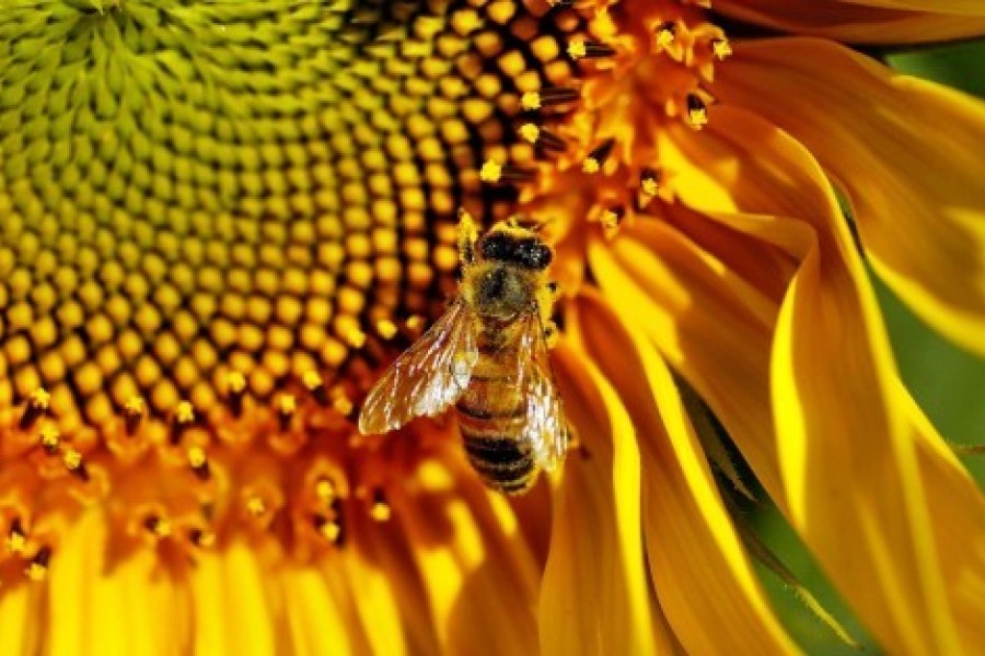 Les pesticides : un danger pour les abeilles