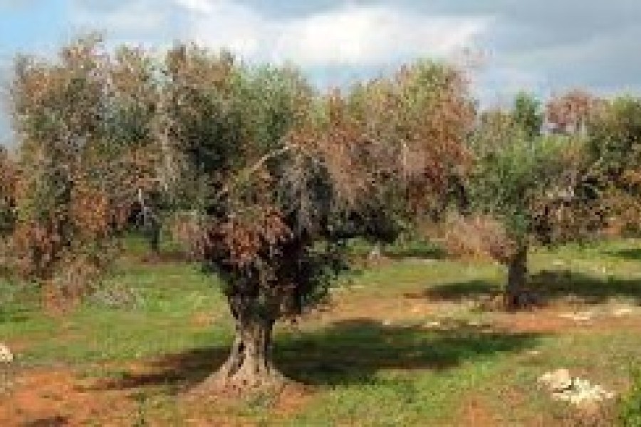 L’ONSSA renforce les contrôles à l’importation des végétaux pour éviter l’introduction de la bactérie Xylella fastidiosa au Maroc et préserver le statut indemne du pays par rapport à cette maladie des