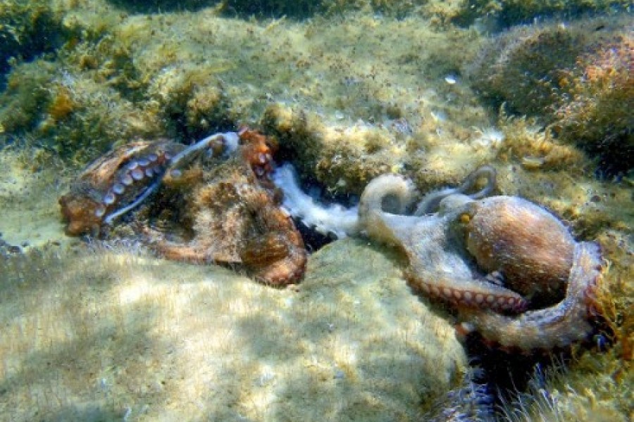 Reprise de la pêche au poulpe au titre de la saison été 2013