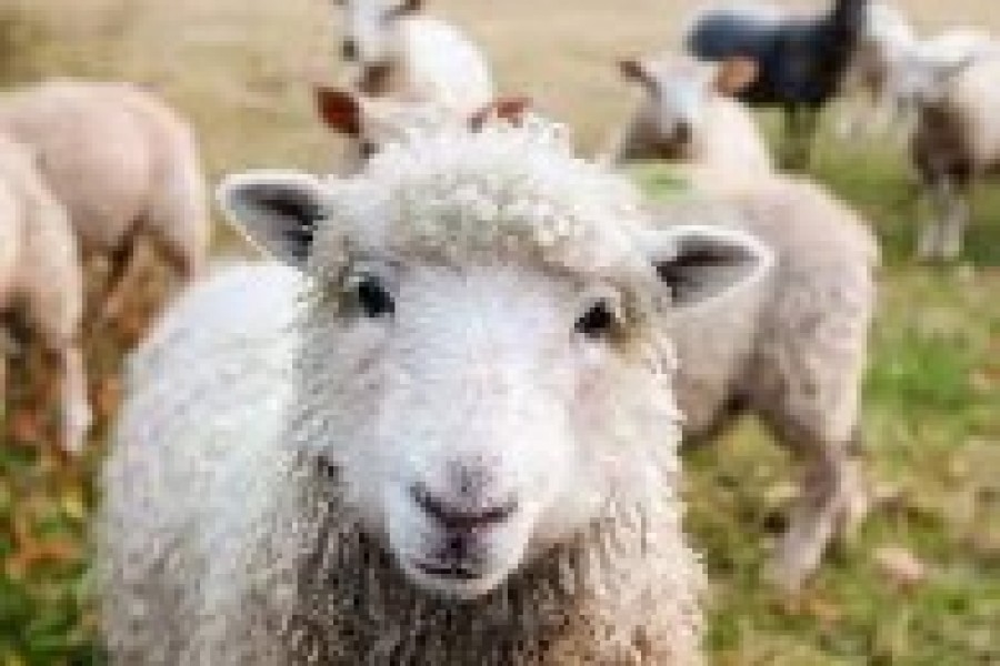 Aïd Al-Adha 1443 : L’ONSSA renforce les contrôles des aliments pour animaux, des médicaments vétérinaires, de l’eau d’abreuvement et des fientes de volaille 