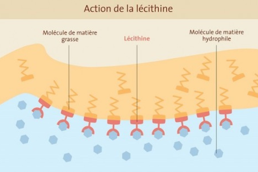 Les avantages de la lécithine