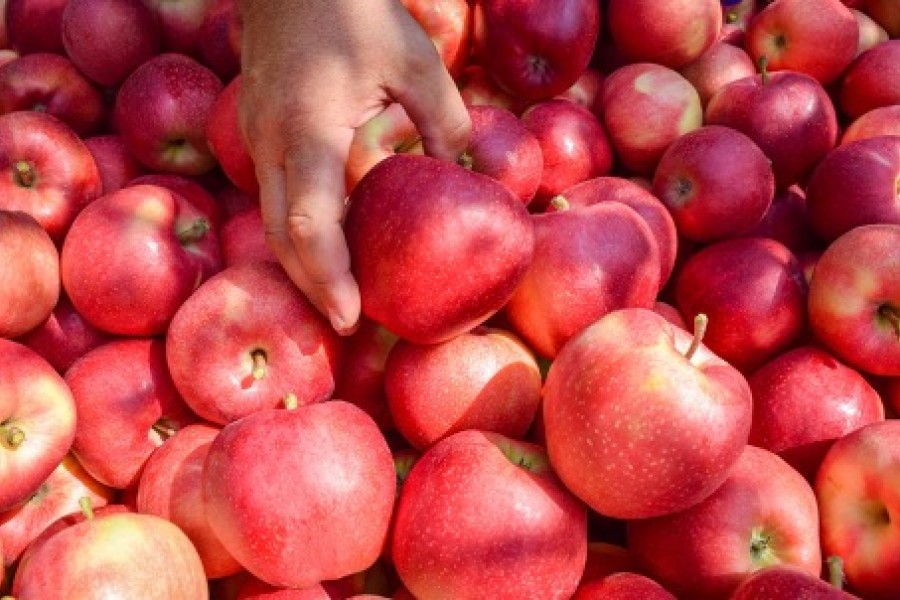 VOG, AUGMENTATION DE LA RÉCOLTE 2022 POUR LES NOUVELLES VARIÉTÉS ET LES POMMES BIOLOGIQUES 