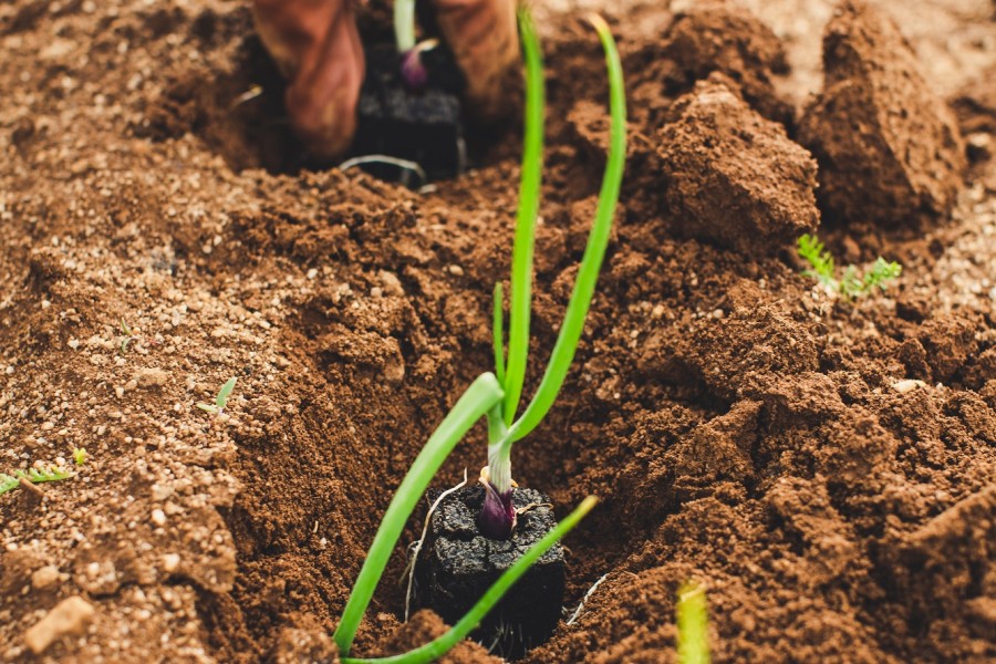 Le Maroc investit dans les coopératives agricoles nouvelle génération