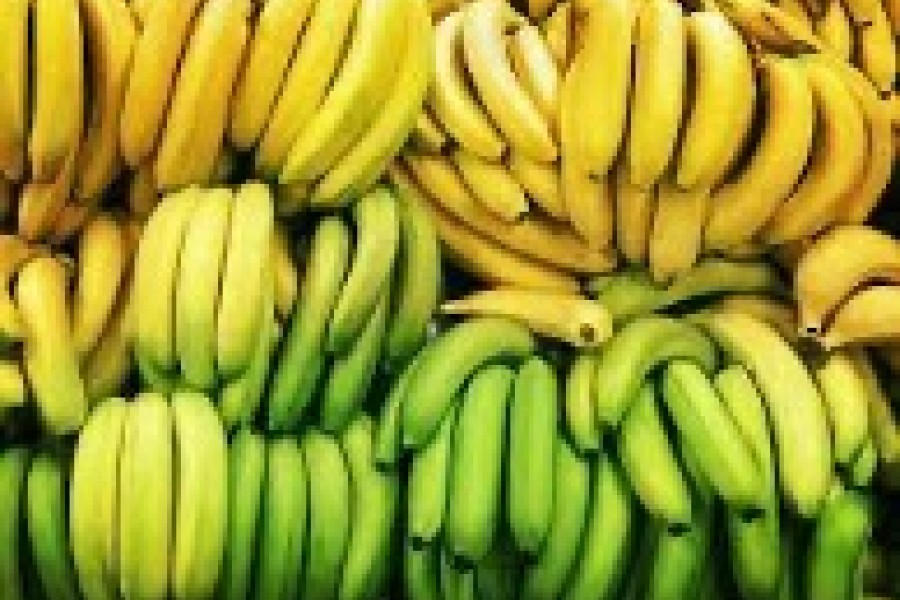 Exportations mondiales de bananes en baisse de 7,5 % en 2022