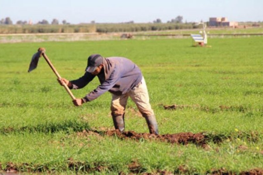 Hausse de 66% du revenu des agriculteurs marocains en 10 ans