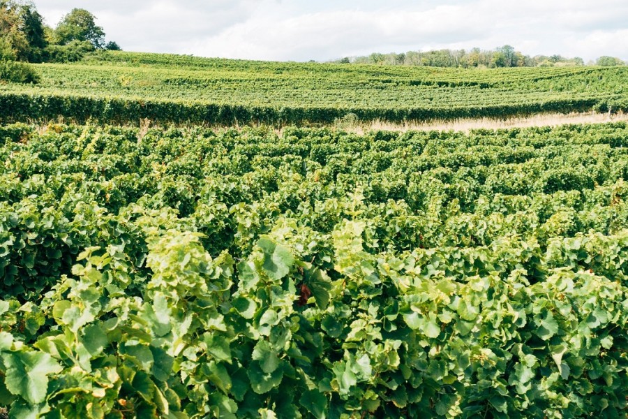 Meilleures perspectives pour la Campagne agricole