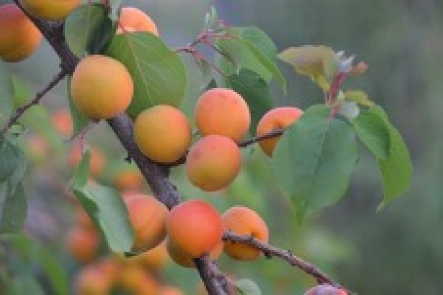 Agriculture régénérative : le rôle possible des biostimulants à l'étude par un comité d'experts pour les trois prochaines années