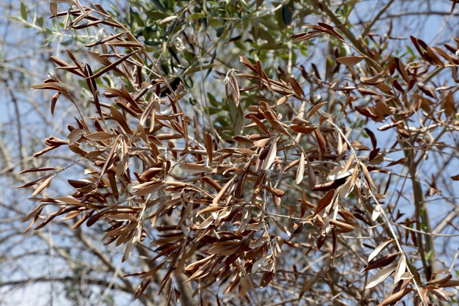 XYLELLA FASTIDIOSA