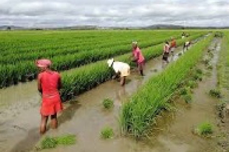 FAO : 70 % des personnes ayant besoin d'aide travaillent dans l'agriculture