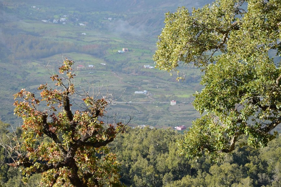 La forêt de Jbel Sougna sous les projecteurs 